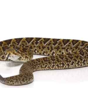 Baby Mexican West Coast Rattlesnake For Sale