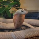 Monocled Cobra For Sale