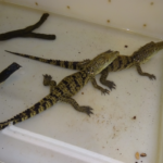 Morelet’s Crocodile for Sale