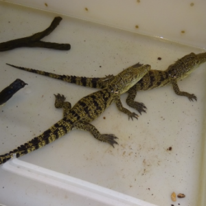 Morelet’s Crocodile for Sale