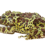 Mossy Tree Frog For Sale