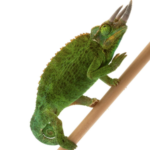 Mount Meru Jackson’s Chameleon for Sale