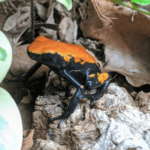 Orange Splashback Dart Frog For Sale