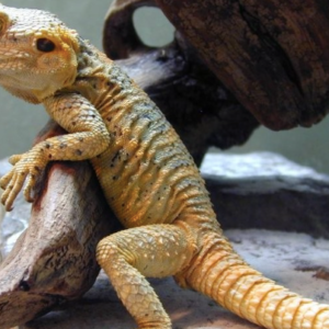 Painted Agama For Sale