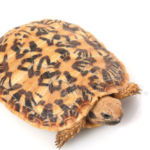 Pancake Tortoise for Sale