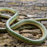 Parrot Snake for Sale