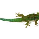 Peacock Day Gecko for Sale