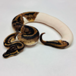 Pied Ball Python For Sale