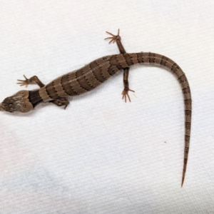 Pink Tongue Skink for Sale