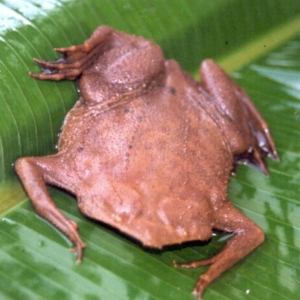 Suriname Toad for Sale (Pipa pipa Toad)