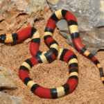 Pueblan Milk Snake For Sale