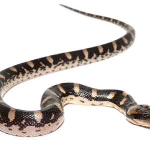Puff Faced Water Snake for Sale