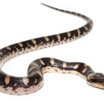 Puff Faced Water Snake for Sale