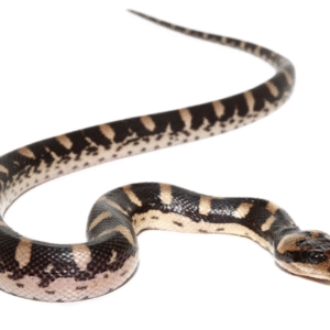 Puff Faced Water Snake for Sale