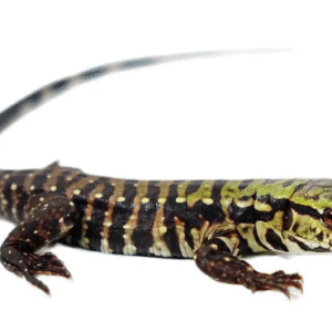 Purple Tegu For Sale