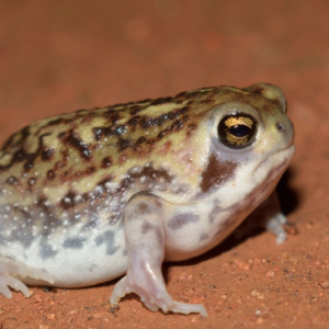 Rain Frog for Sale