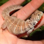 Rainbow Uromastyx for Sale