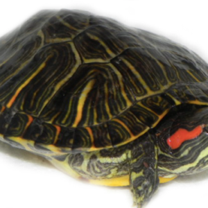 Red Eared Slider Turtle for Sale