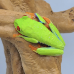 Red Eye Tree Frog for Sale