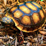 Red Foot Tortoise for Sale