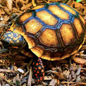 Red Foot Tortoise for Sale