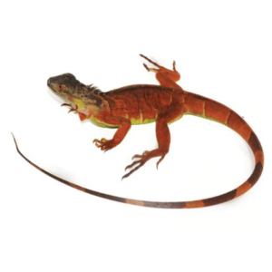 Red Iguana for Sale