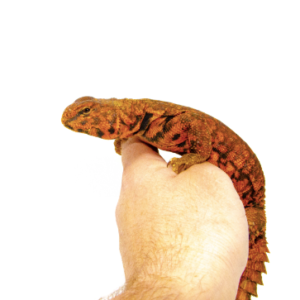 Red Niger Uromastyx for Sale