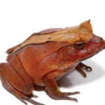 Red Solomon Island Eyelash Frog for Sale