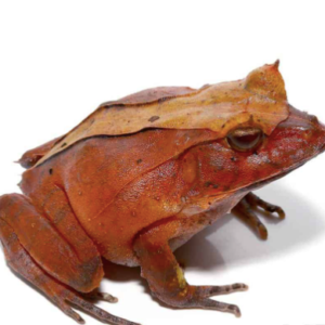 Red Solomon Island Eyelash Frog for Sale
