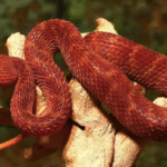 Red Squamigera Bush Viper For Sale