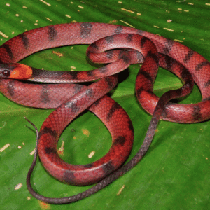 Red Vine Snake for Sale