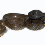 Ringneck Snake for Sale