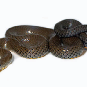 Ringneck Snake for Sale