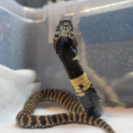 Rinkhals Spitting Cobra For Sale