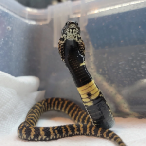 Rinkhals Spitting Cobra For Sale