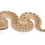 Saharan Sand Viper For Sale