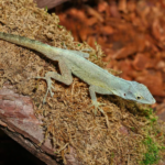Sail Morne Constant Anole For Sale