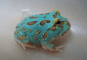 Frogs For Sale