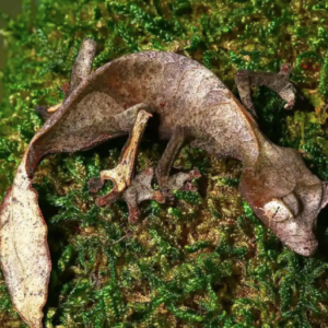 Satanic Leaf Tail Gecko for Sale