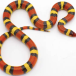 Scarlet Kingsnake for Sale