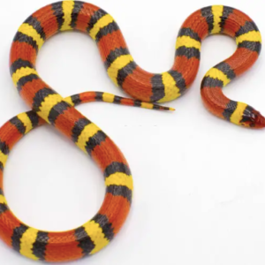 Scarlet Kingsnake for Sale
