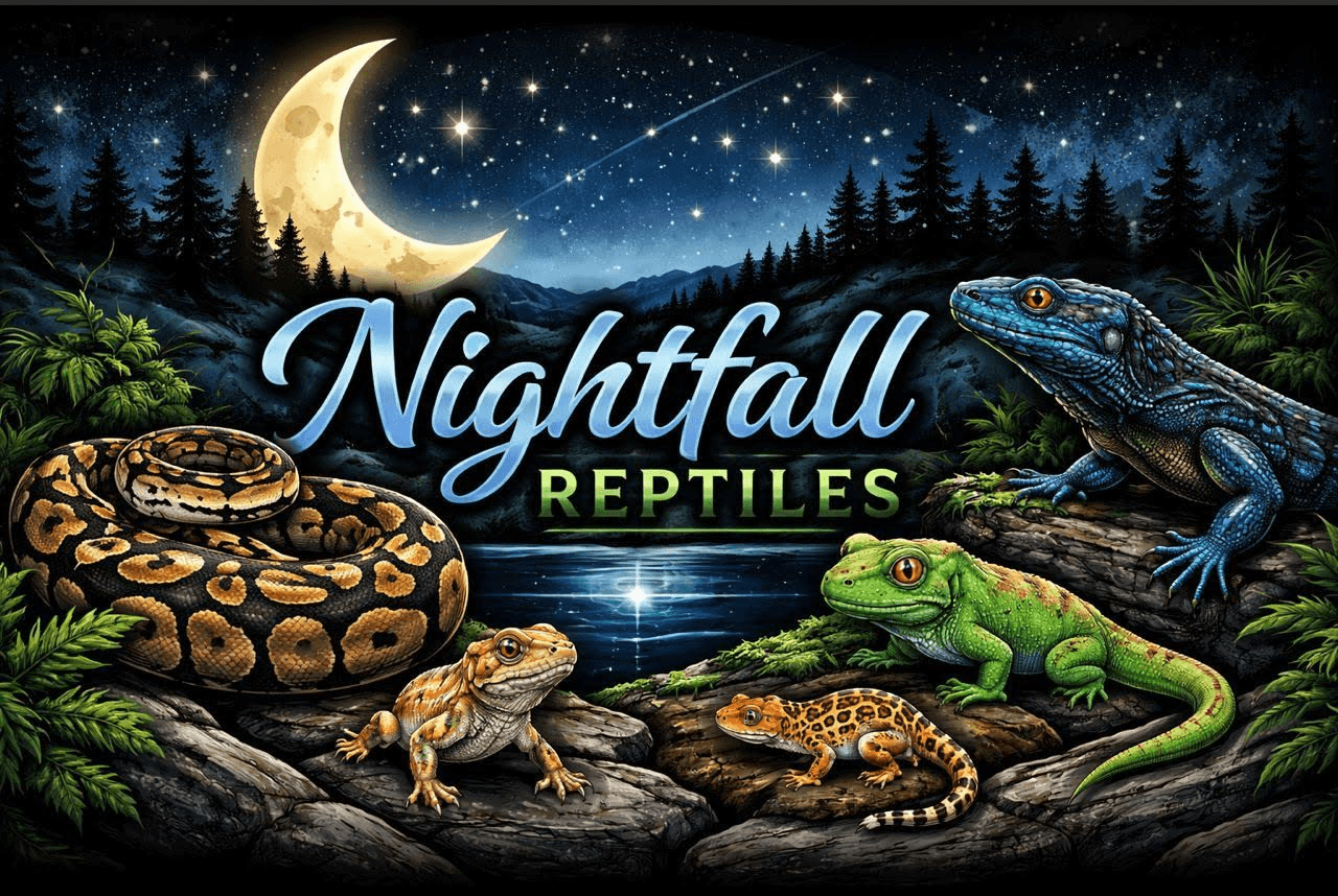 Exotic reptiles collection at Nightfall Reptiles