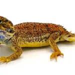 Shield Tailed Agama for Sale
