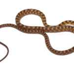 Siamese Cat Eyed Snake for Sale