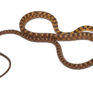 Siamese Cat Eyed Snake for Sale