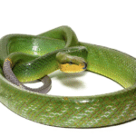 Silver Phase Red Tailed Green Rat Snake For Sale