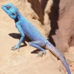 Sinai Agama For Sale