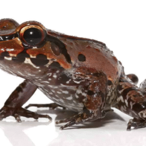 Smokey Jungle Frog For Sale