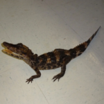Smooth Front Caiman For Sale