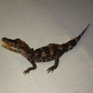 Smooth Front Caiman For Sale